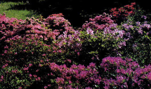 ������ ����������� ���������� ������� ��� ������������ (Rhododendron). ���� � ����� ���������� ���� �� ����� �������, �������� �������� � �������� ������