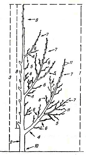 . 53.      : 1 - ; 2 - ; 3 - ; 4 -  , 5 -  ; 6 -  ; 7 -  ()     ; 8 -  , ; 9 -  ()   ; 10 -  ; 11 -  
