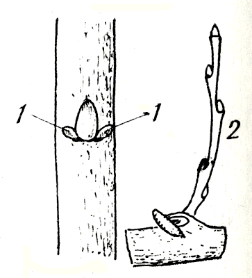 . 61.   (1)  ,     (2) 