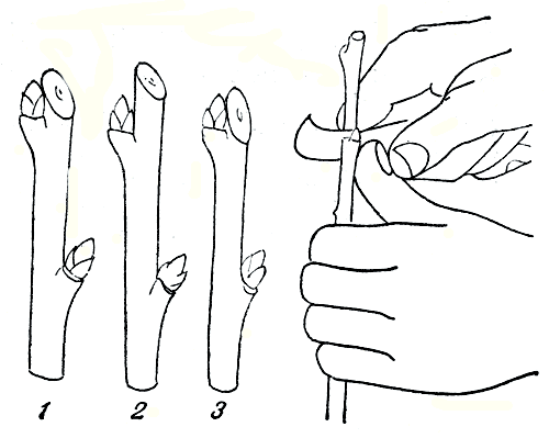. 67.  ' ': 1 - ; 2 -  