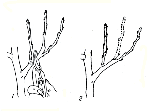 . 74.         (1)     (2)
