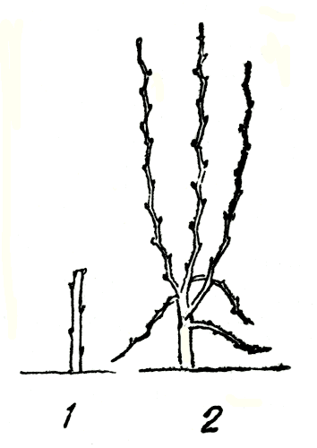. 147.           : 1 -  ,  ; 2 -    ,   
