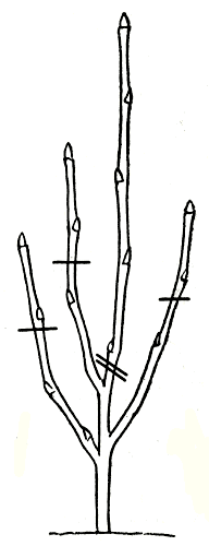. 150.  ,    ,          -   ,       
