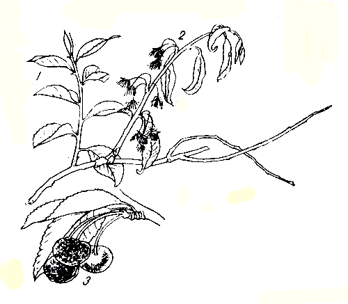 . 235.   : 1 -  ; 2 -   (  ); 3 -  