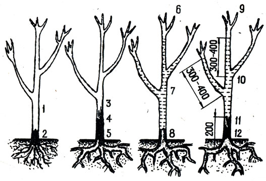 . 28.   ,       : 1, 3, 6, 9 -  ; 2 -  ; 4, 11 -  ; 5, 8, 12 -  ; 7, 10 -  ( . .   .)