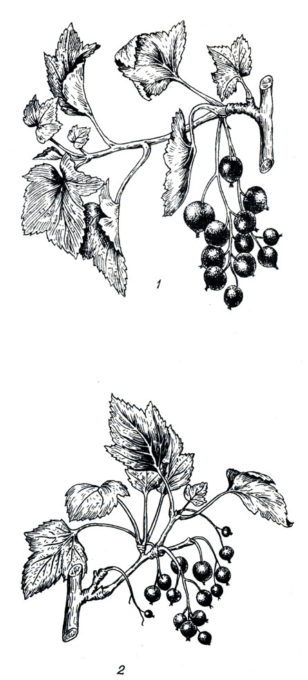      (1)   (2) 