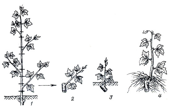         : 1    (    ); 2   ,   ; 3     ; 4   